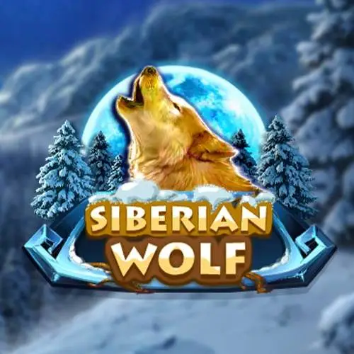 Siberian wolf